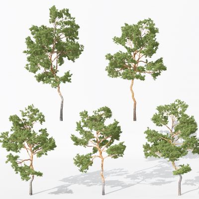 现代景观植物树