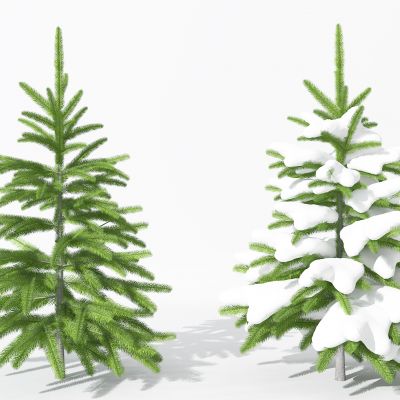 现代景观植物树