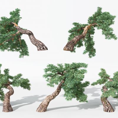 现代景观植物松树