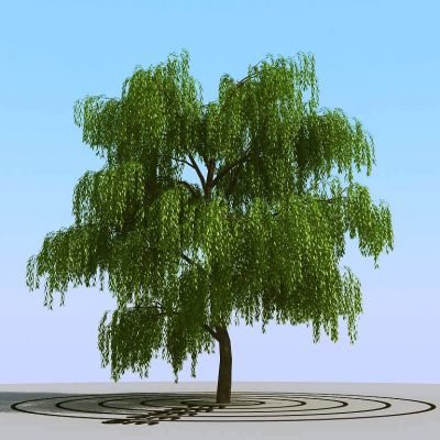 现代景观树柳树