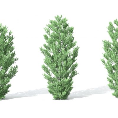 现代景观植物树