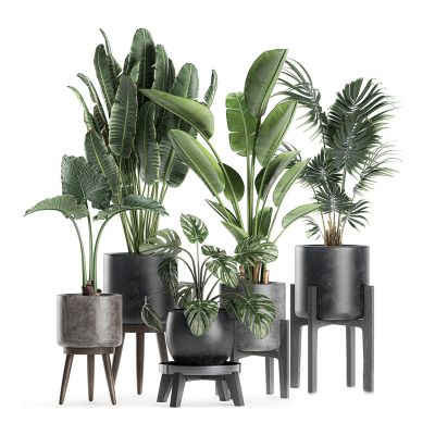 现代盆栽植物绿植