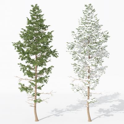 现代景观植物树