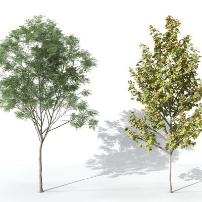 现代景观植物树