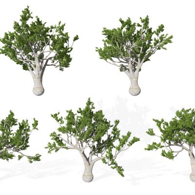 现代景观植物松树