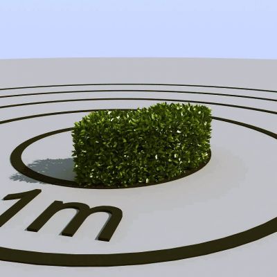 现代景观植物绿植墙植物墙树墙黄杨灌木