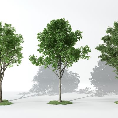 现代景观植物树