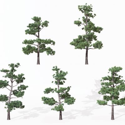 现代景观植物松树