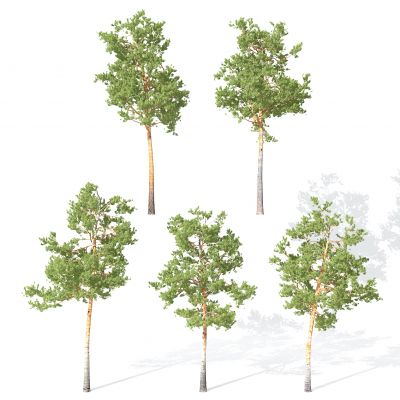 现代景观植物树