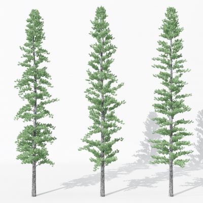 现代景观植物树