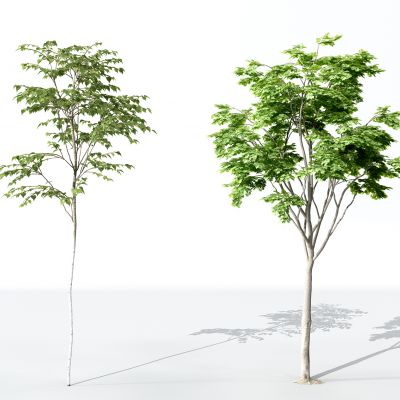 现代景观植物树