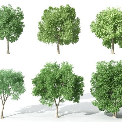 现代景观植物树