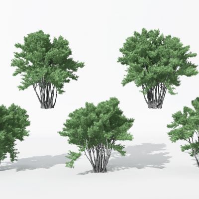 现代景观植物树