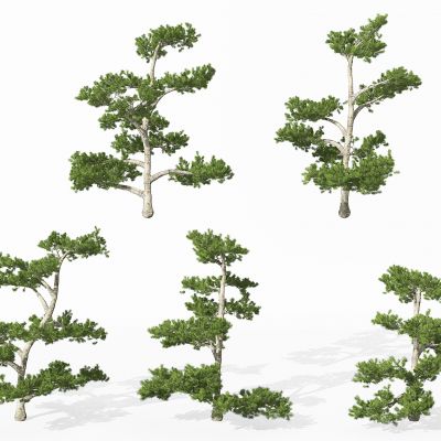 现代景观植物松树