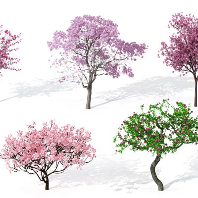 现代景观植物树