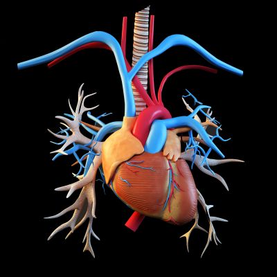 现代心脏标本医疗器材器械设备