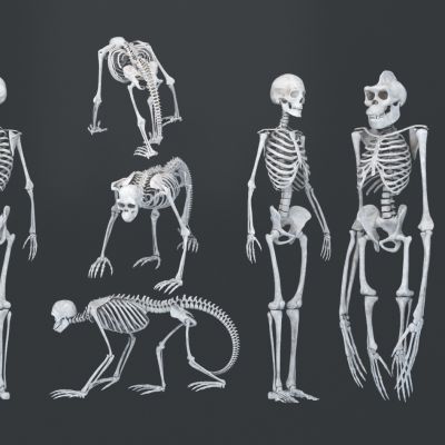现代人类猩猩猿猴骨架