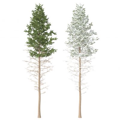 现代景观植物树