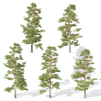 现代景观植物树