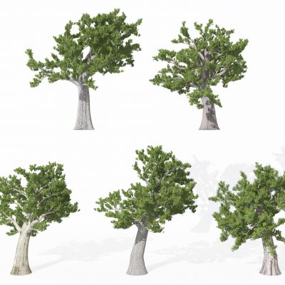 现代景观植物松树