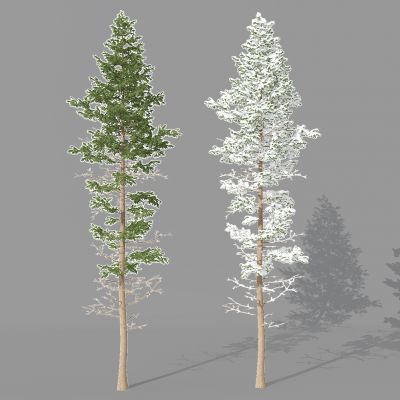 现代景观植物树