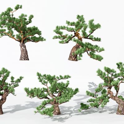 现代景观植物松树