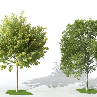 现代景观植物树