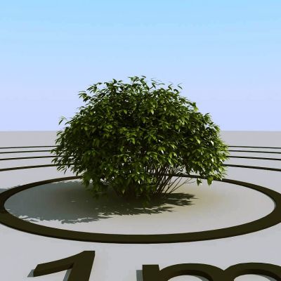 现代灌木植物球绿植