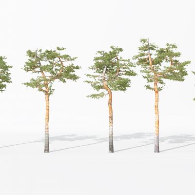 现代景观植物树