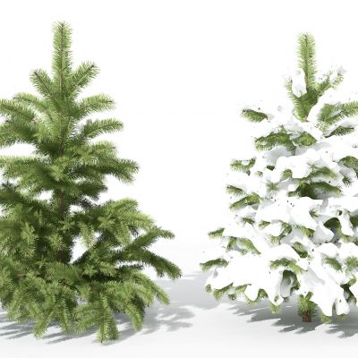 现代景观植物树