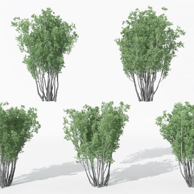 现代景观植物树