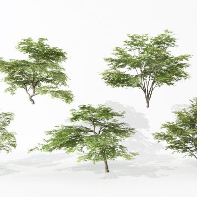 现代景观植物树