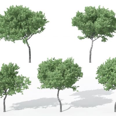 现代景观植物树