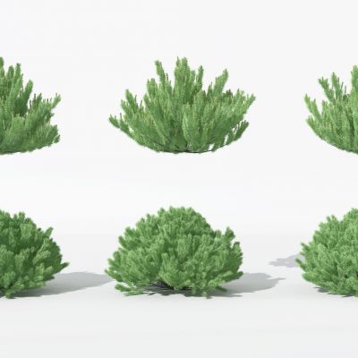 现代景观植物树