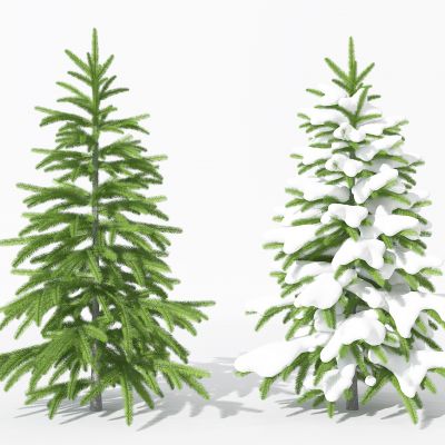 现代景观植物树