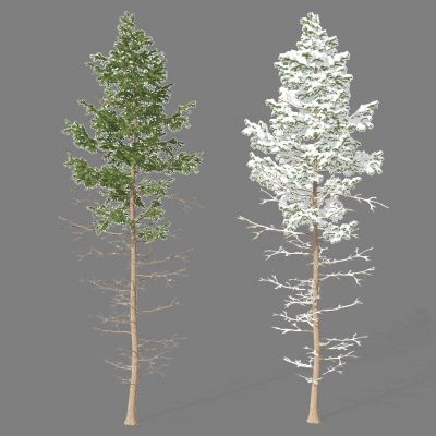 现代景观植物树