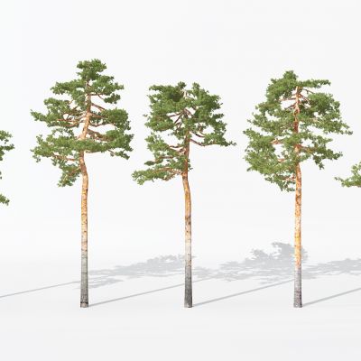 现代景观植物树