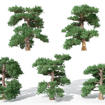 现代景观植物松树