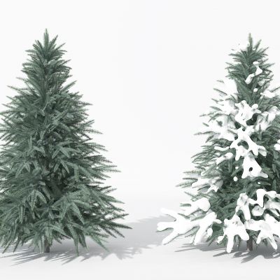 现代景观植物树