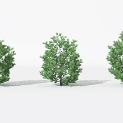 现代景观植物树