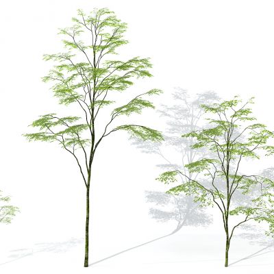 现代景观植物树