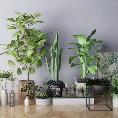 现代植物绿植盆栽仙人掌