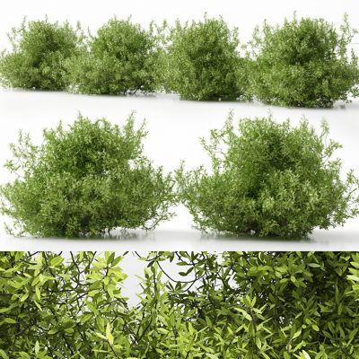 现代灌木丛植物