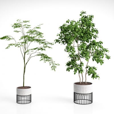 现代植物盆栽组合