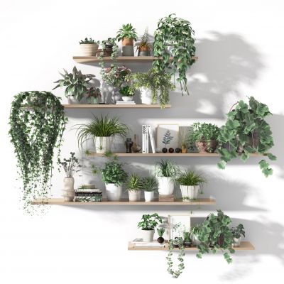 盆栽  植物  摆件