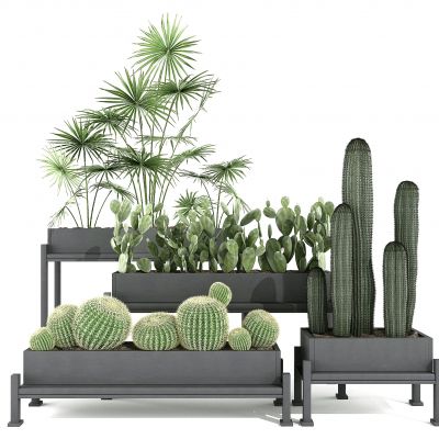 现代仙人掌盆栽