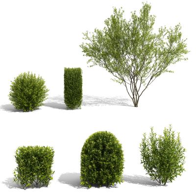 现代景观树矮树3D模型