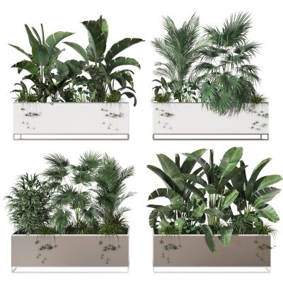 灌木  植物  盆栽