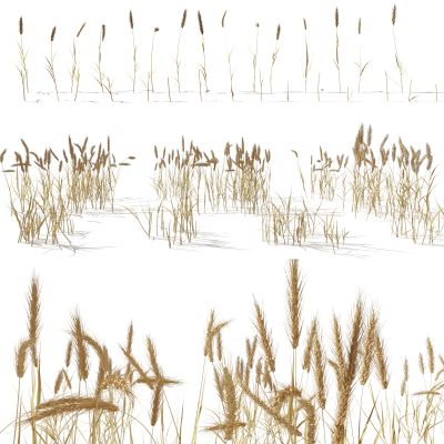 现代小麦麦穗稻草水稻