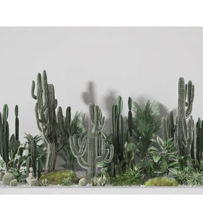 盆景  植物 庭院 装饰